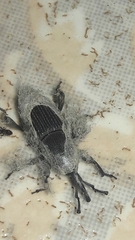 Cosmopolites sordidus