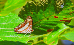 Adelpha basiloides