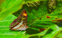 Adelpha basiloides
