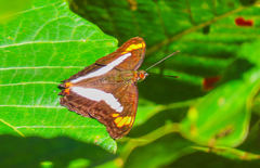 Adelpha basiloides