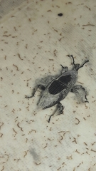 Cosmopolites sordidus