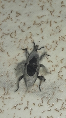 Cosmopolites sordidus