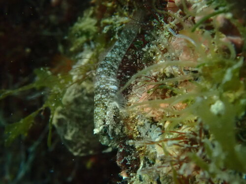 Sonora Goby