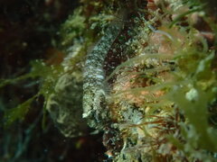 Sonora Goby photo 5