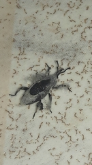 Cosmopolites sordidus