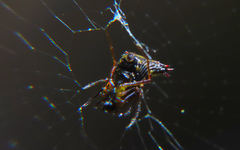 Micrathena duodecimspinosa