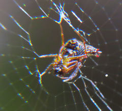 Micrathena duodecimspinosa