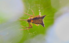 Micrathena duodecimspinosa