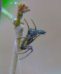 Micrathena duodecimspinosa