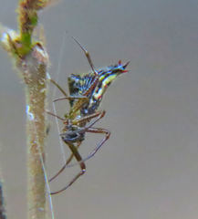 Micrathena duodecimspinosa
