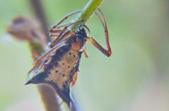 Micrathena duodecimspinosa