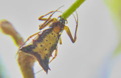 Micrathena duodecimspinosa