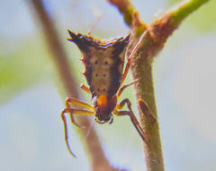Micrathena duodecimspinosa