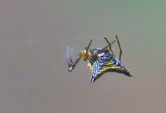 Micrathena duodecimspinosa