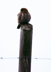 Glaucidium nana