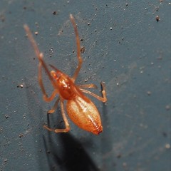 Neospintharus trigonum