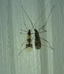 Erioptera venusta