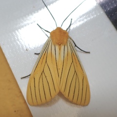 Pseudischnocampa striata