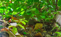 Morococcyx erythropygus