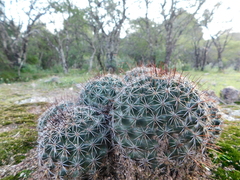 Coryphantha clavata clavata