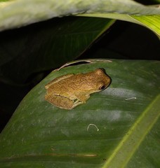 Dendropsophus bogerti