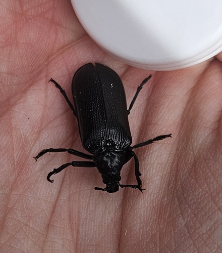 Cedar Beetle photo 6