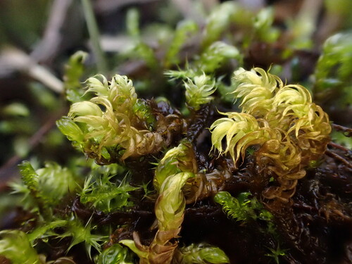 Drepanocladus lycopodioides observed 2025-09-19