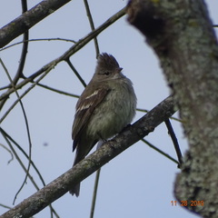 Elaenia flavogaster