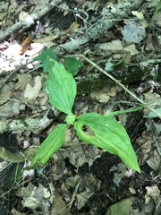 Trillium recurvatum
