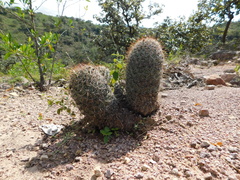 Coryphantha clavata clavata
