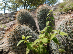 Coryphantha clavata clavata