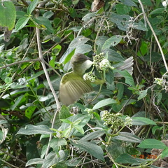 Elaenia flavogaster