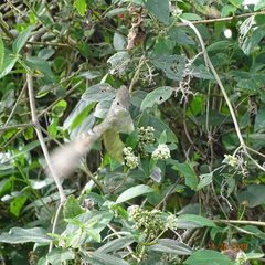 Elaenia flavogaster