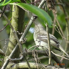 Elaenia flavogaster