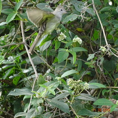 Elaenia flavogaster
