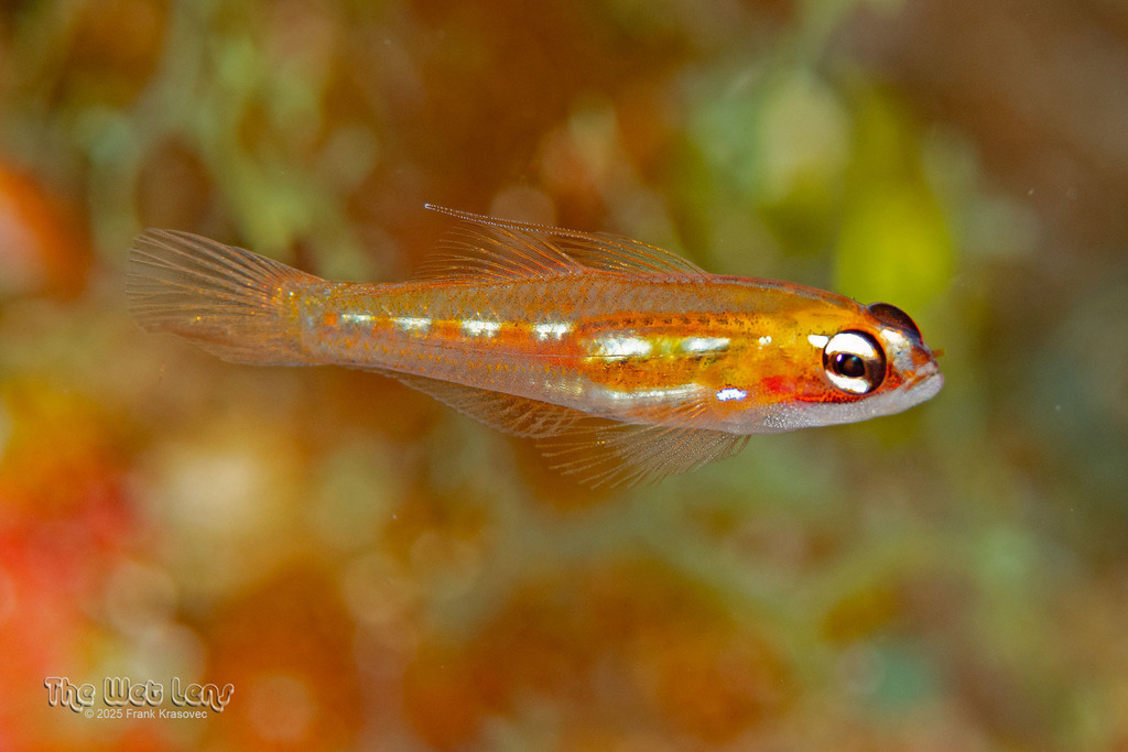 Masked Goby