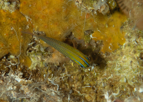 Threeline basslet (Lipogramma trilineata) — Grammatidae