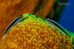 Cayman Sponge Goby photo 2