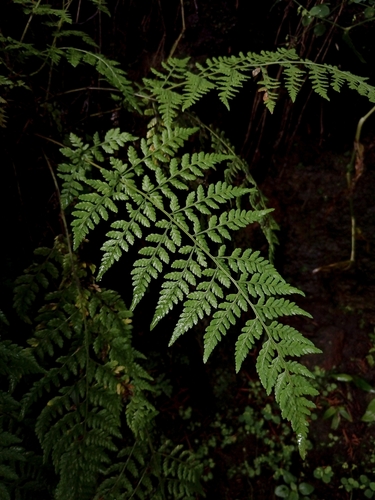 Dryopteris cinnamomea, 2025-09-24