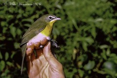 Icteria virens virens