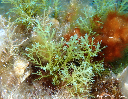 Photo of Short-fruited Cystoseira (Cystoseira brachycarpa)