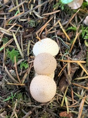 Lycoperdon nigrescens