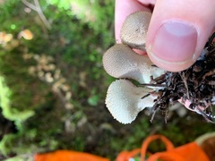 Lycoperdon nigrescens