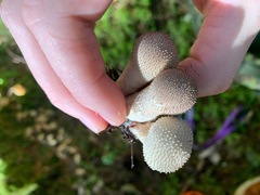 Lycoperdon nigrescens