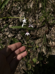 Lobelia spicata