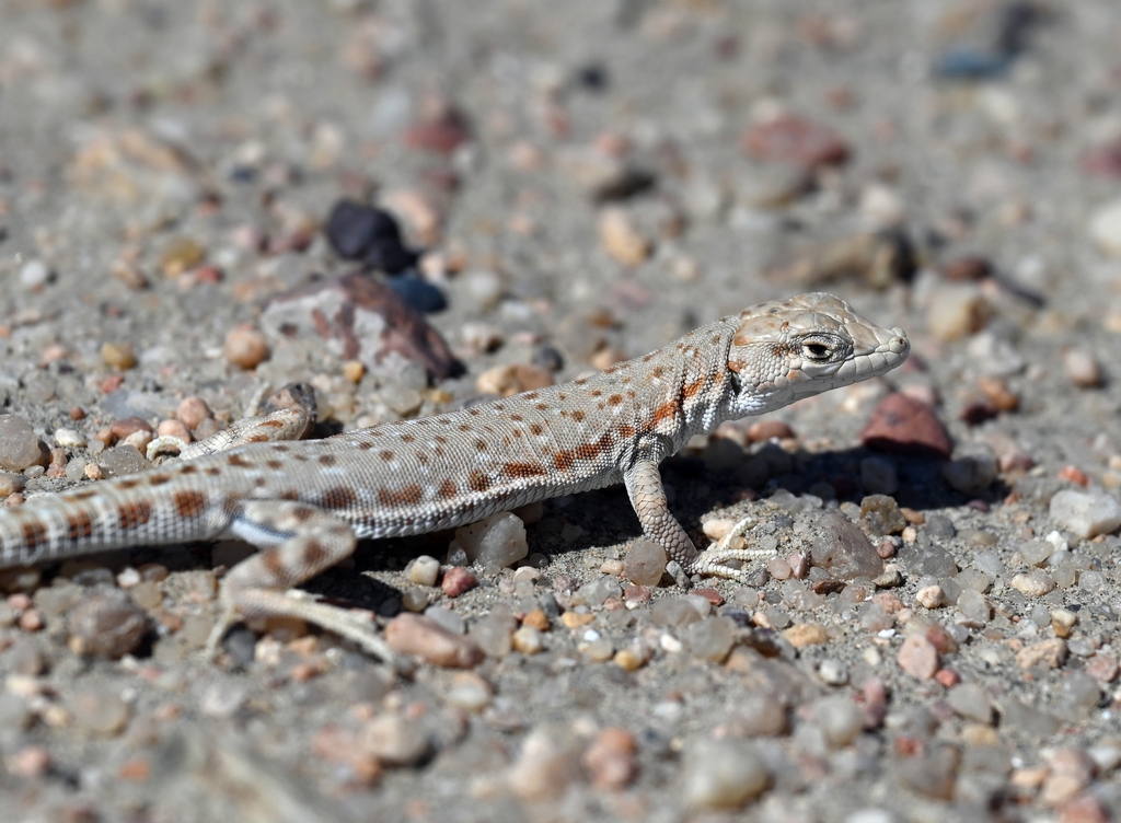 Bernoulli's Short-Nosed Desert Lizard