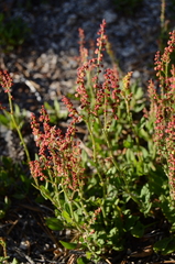 Rumex paucifolius