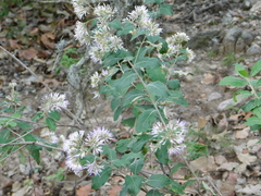 Eremosis foliosa