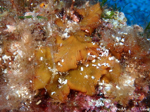 Zanardinia typus, 2025-09-14