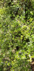 Pittosporum divaricatum